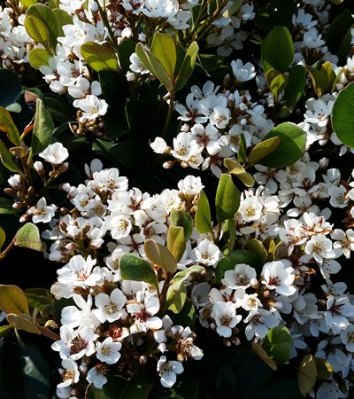 Indian Hawthorn Olivia™